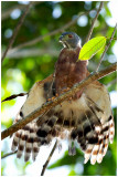 Harpagus bidentatus - Double-thoothed Kite  - Milan bident