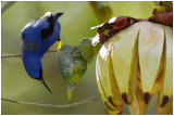 Guit-guit crulen - Cyanerpes caeruleus - Purple Honey-creeper - mle