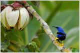 Guit-guit crulen - Cyanerpes caeruleus - Purple Honey-creeper - mle