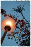 Cheung Sha Wan - Light in the Park