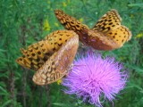 Butterflies and Thistle