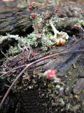 Lichen World