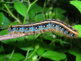 Malacosoma americanum