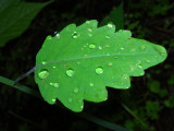 Aptly named Jewelweed