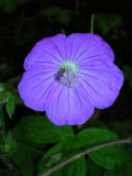 Wild Geranium