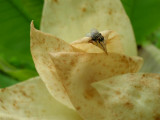 Tachinid Fly on Magnolia