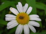 Oxeye Daisy and friend