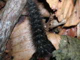 Caterpillar