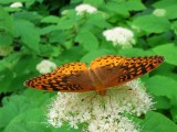 Great Spangled Fritillary