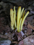 Yellow Coral Fungus