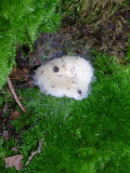 Moss Mold