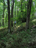 Sea of Ferns