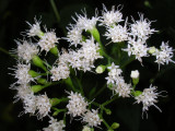 White Flowers