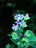 Small Flowers