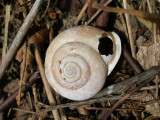 Snail Shell