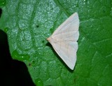Grayish Zanclognatha Moth