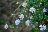 White Asters