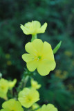 Evening Primrose