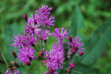 Ironweed