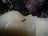 Fungal Fly