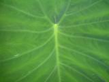 Leaf Closeup