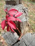 Virginia Creeper on Fence Post