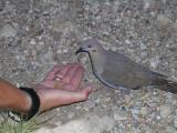 Camp Begger - White-winged Dove