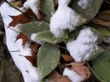 Mullein and Snow