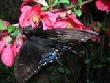 Eastern Tiger Swallowtail (dark)