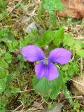 Common Blue Violet