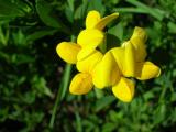 Showy Rattlebox ?