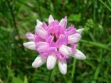 Crown Vetch