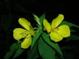 ?? Primrose