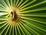 Palm Frond