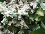 Lichen