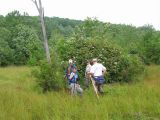 Picking Blueberries