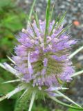 Teasel