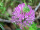 Red Clover