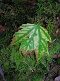 Varigated Maple Leaf