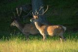 Red Deer 2