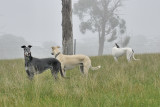 Nero, Tom & Hilary.  They seemed to like the effect of the fog.