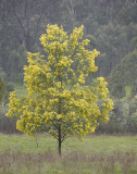 Wild Wattle