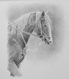 Horse in graphite on Arches Watercolour Paper.