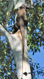 Goanna  or Lace Monitor