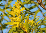 Wattle - Acacia Longifolia.