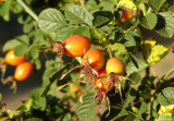 Rose hips