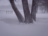 Behind that tree is where I plant my veggie garden ... at least 3 ft of snow back there!