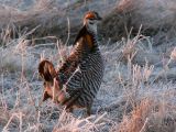 Prairie Chicken 008.jpg