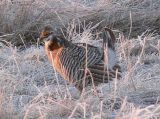 Prairie Chicken 010.jpg