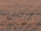 Prairie Chicken 014.jpg